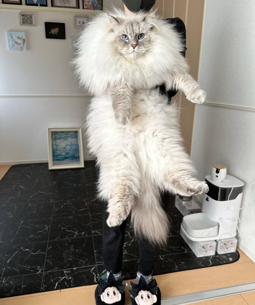 飼い主さんに抱っこされるいれぶんくん