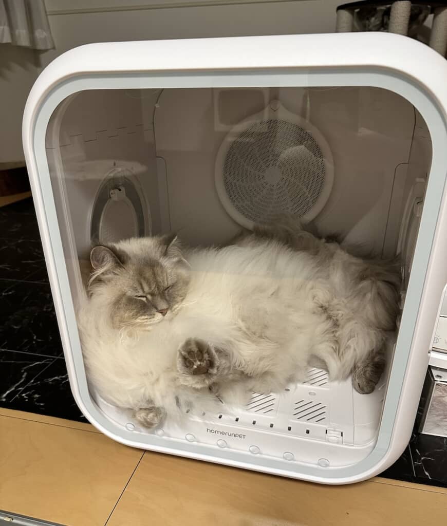 ドライヤーボックスで乾かされている最中に眠ってしまったいれぶんくん