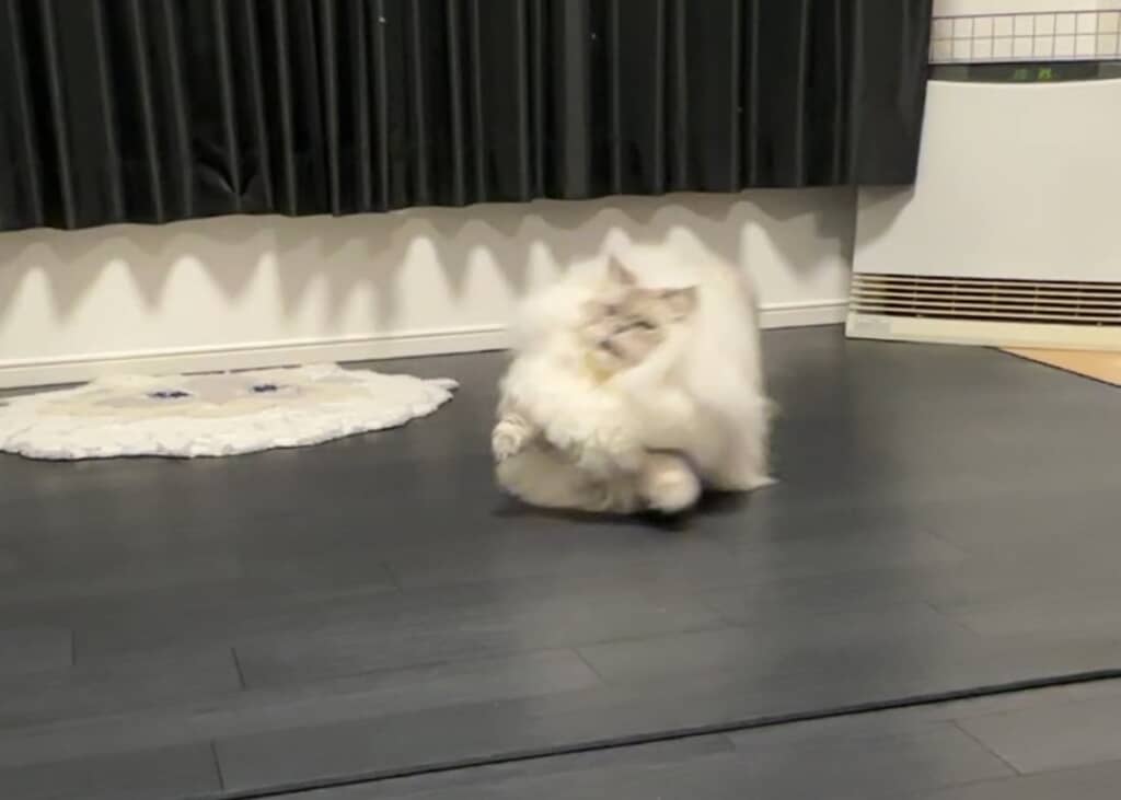 急に飛び起きた!?