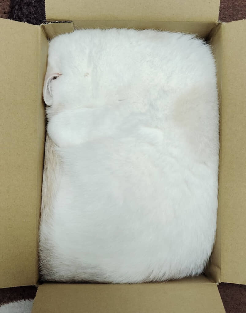 実家から送られてきた荷物みたいな絵面ですがネコちゃんです