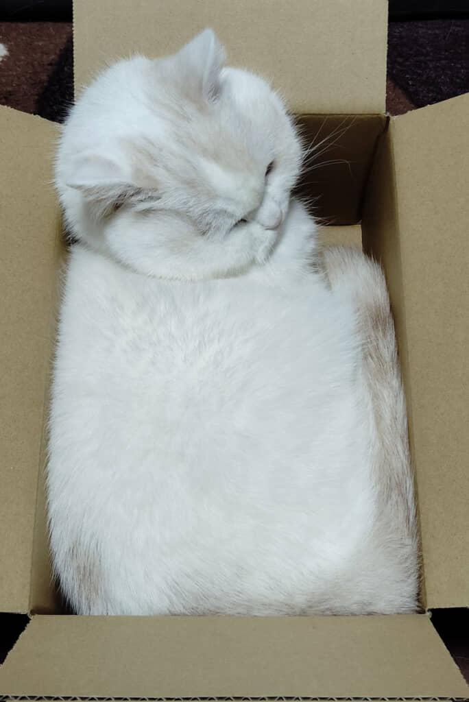 猫に少し戻った福ちゃんさん