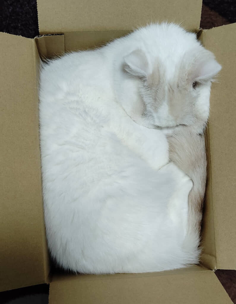 でもまだ箱の中が居心地よさげ