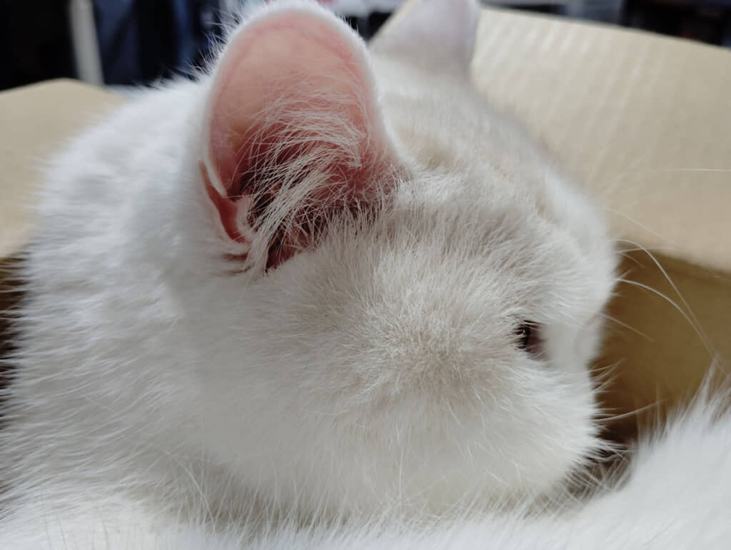 やっと起きた？