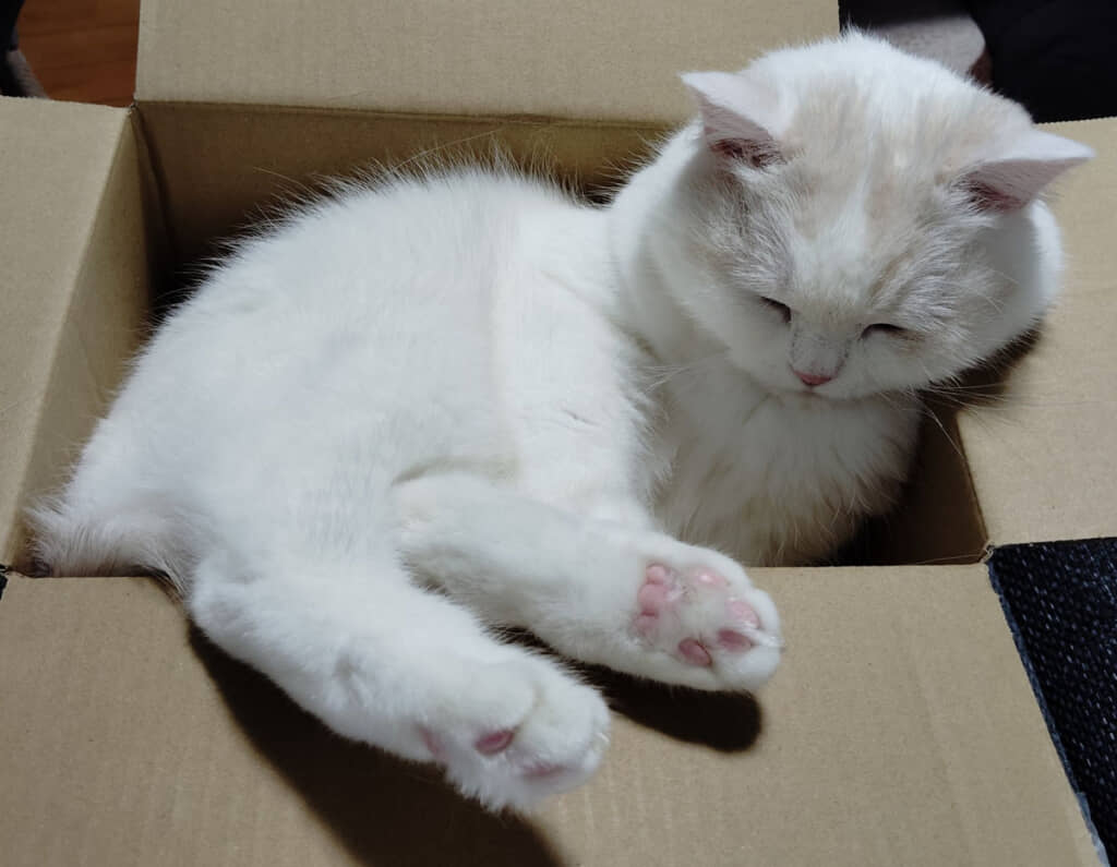 そろそろ猫に戻りますニャ