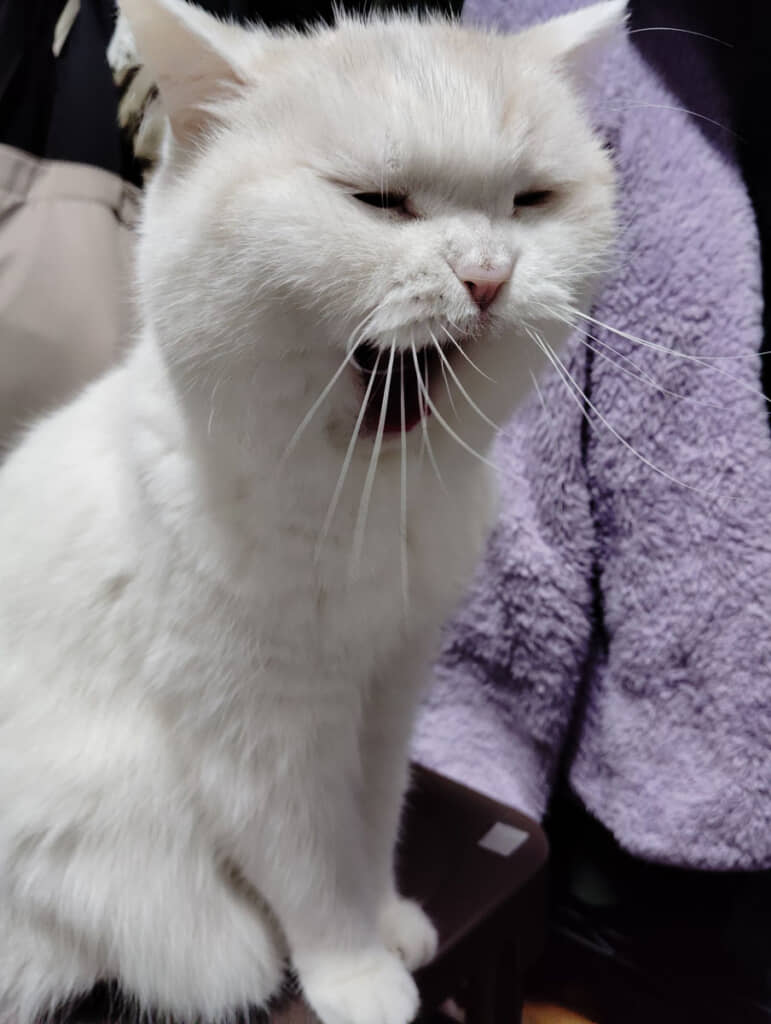 やっぱねむー……