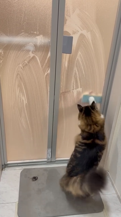 スポンジを追って伸びあがる