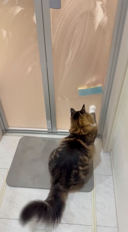 前足だけでスポンジを追う