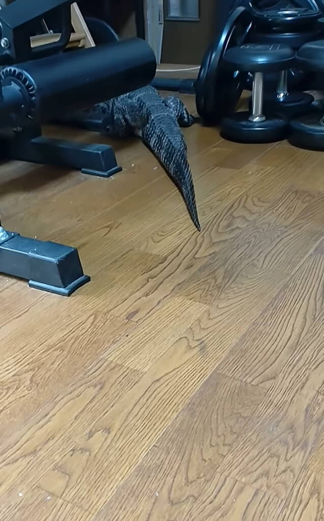 ヨウスコウワニの「レックス」さん