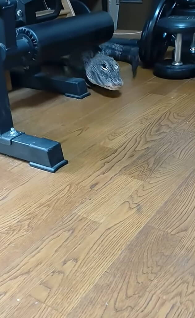 「ごはん」と言われてひょっこり