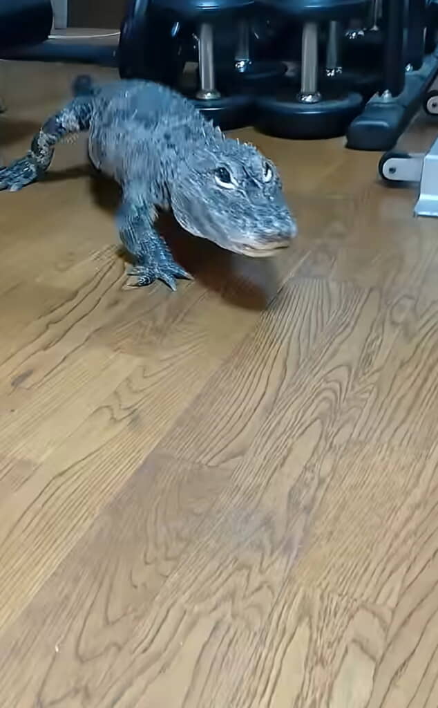 優しそうなおめめがかわいすぎる