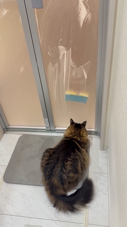 スポンジに反応しなくなった猫