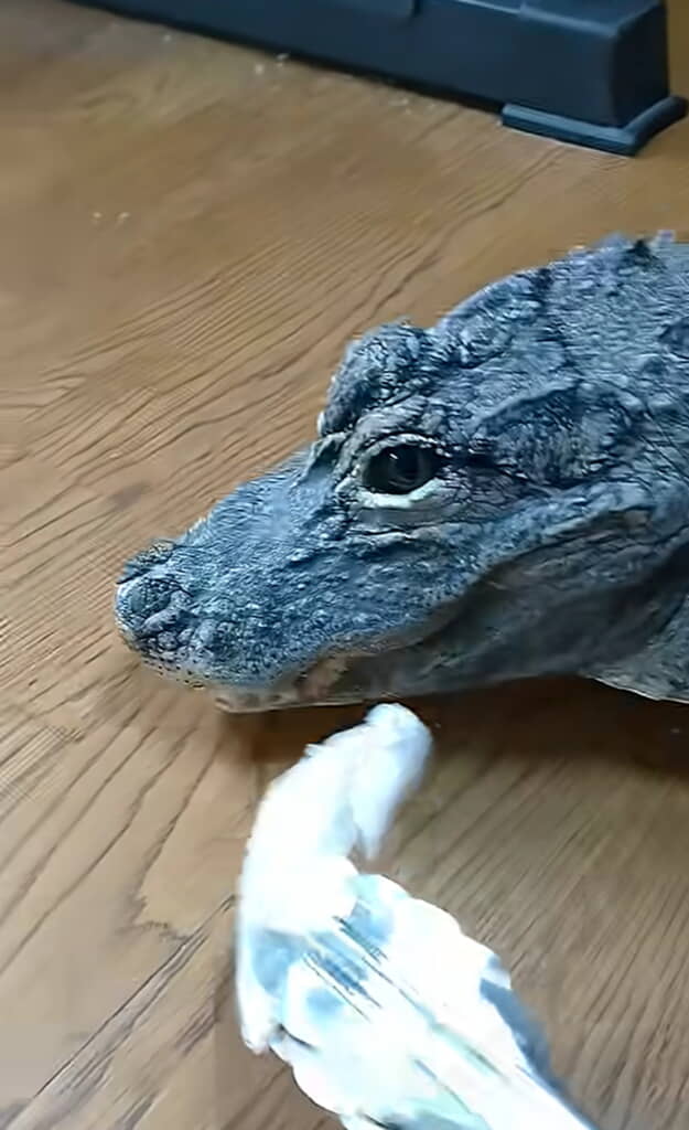 もうお腹いっぱいかな？