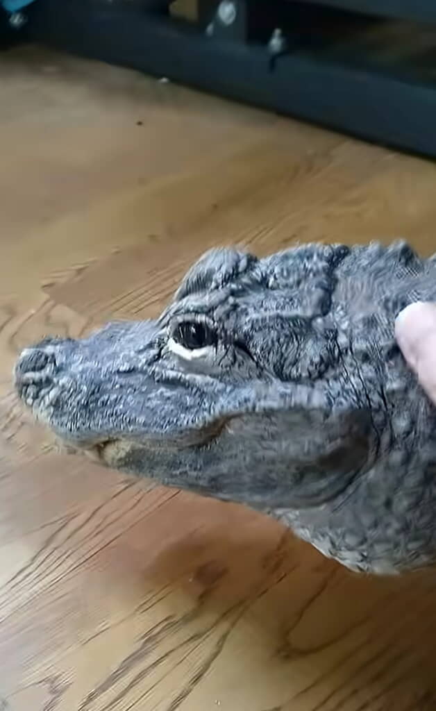 なでなでもしてもらって