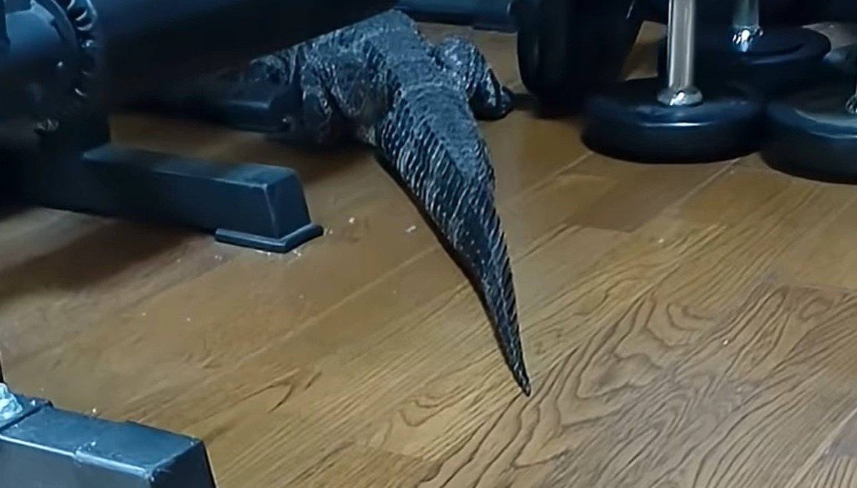 一般家庭で暮らすワニ、「ごはんだよ」と声をかけると……　驚きの光景に「すげー！」「想像出来ませんでした…」（1/3） | その他生き物 ねとらぼ