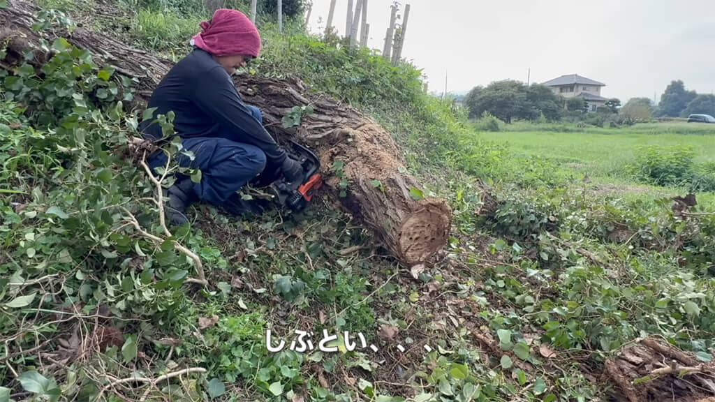 木は枯れているはずなのに、なかなか切れません