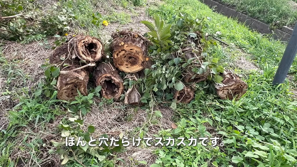 木がこの状態で立っていたことに驚きます