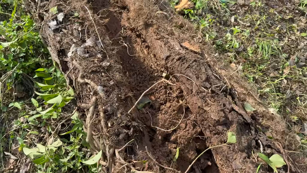 木の中は土だらけになっていました