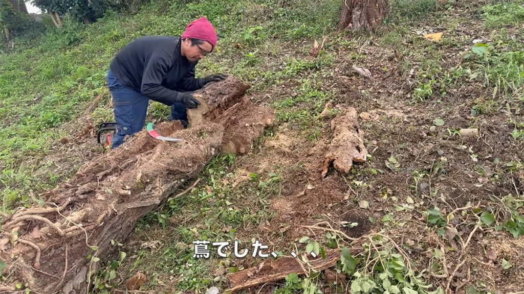 木そのものより、ツタの方が厄介なようです