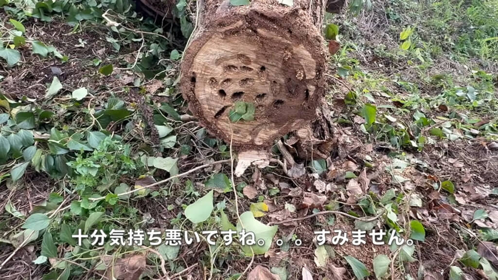 アリが落ち着いた木の断面、穴だらけです
