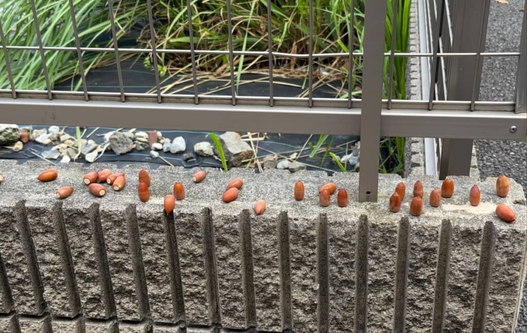 朝、起きて庭を見たら……