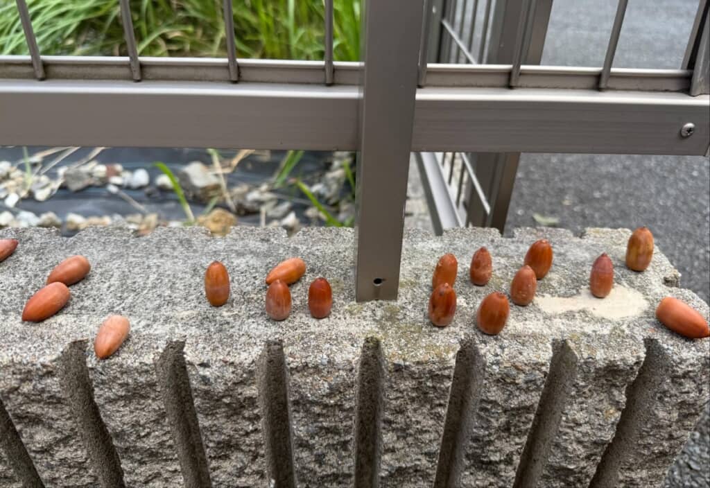 ジブリ映画のワンシーンのような光景にほっこり