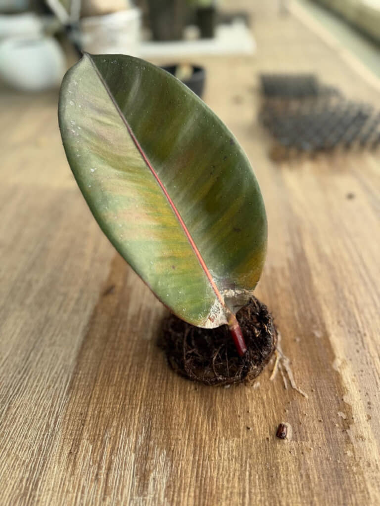 葉っぱに水だけやって1年経過。どっこい生きてる