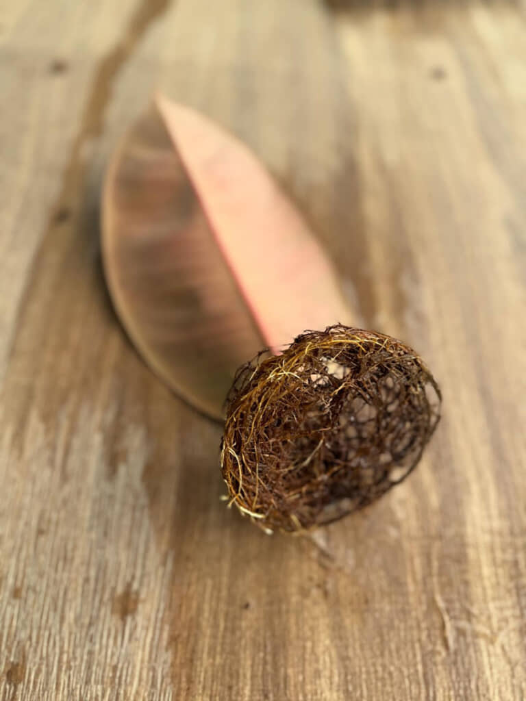 伸びた根がコップの底と同じ形に