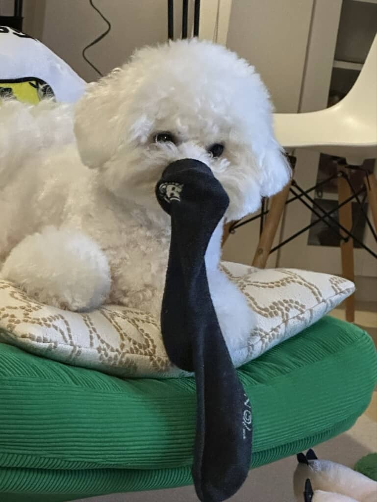 靴下の匂いにも果敢に挑戦する（!?）もくくん