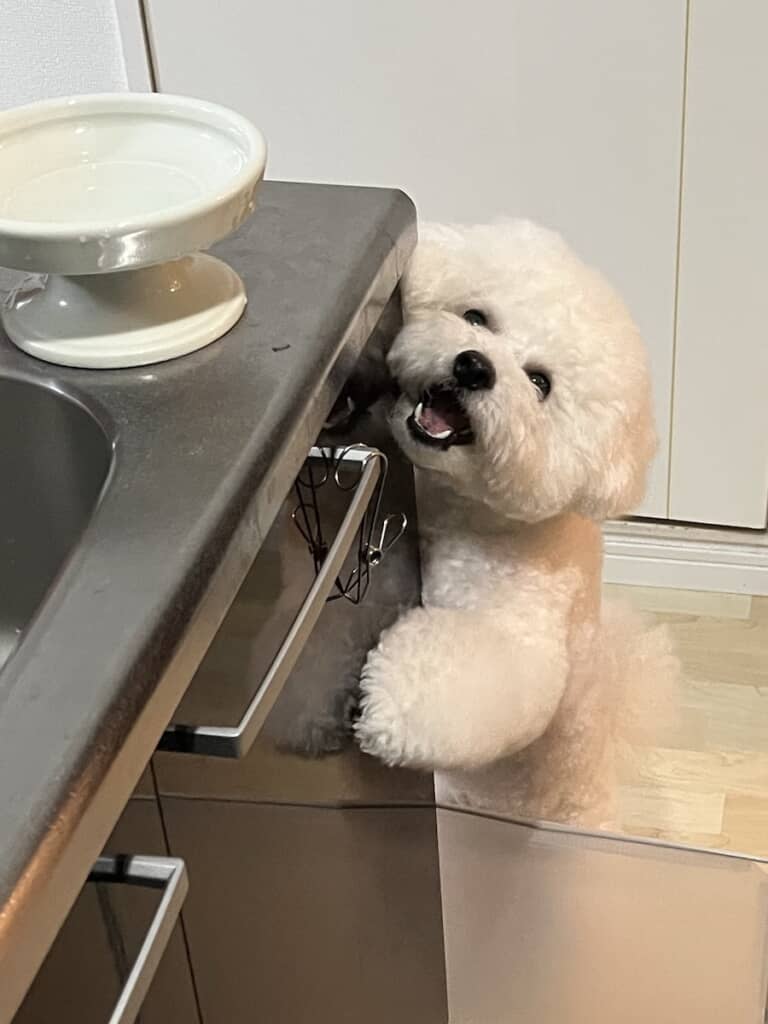 キッチンでご飯を催促するもくくん