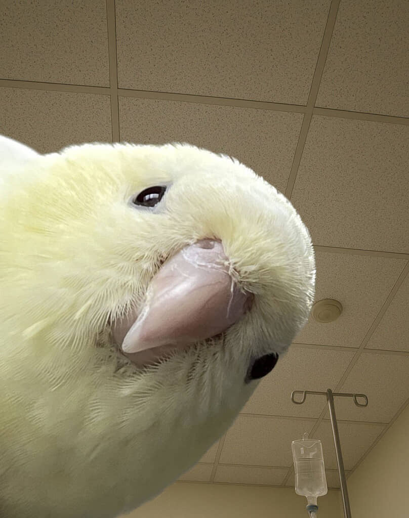 大塚芳忠さんの声で重大な事実を告げてきそうなインコ