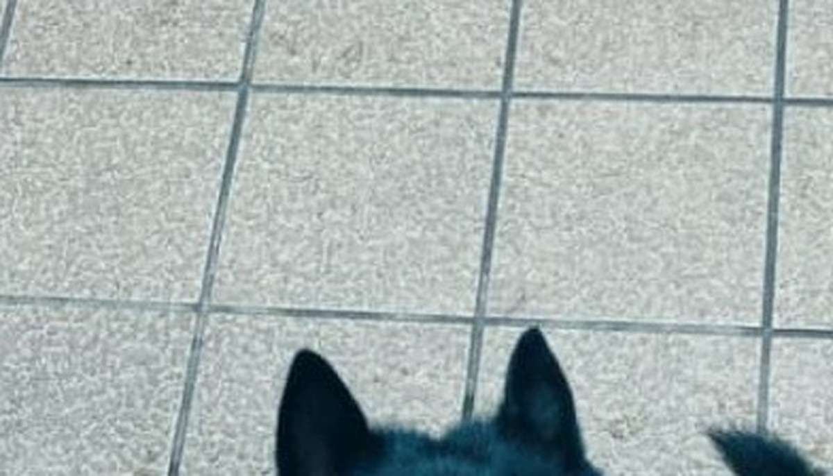 道行く人に「か、かわいい……何て犬ですか？」と言わしめる愛犬が70万表示　「初めて知った」「良いとこどりすぎる」（1/3） | ライフスタイル ねとらぼ