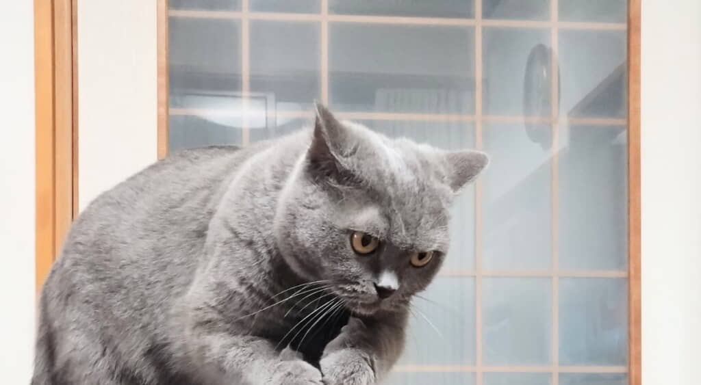 ブチぎれ中のももちゃん