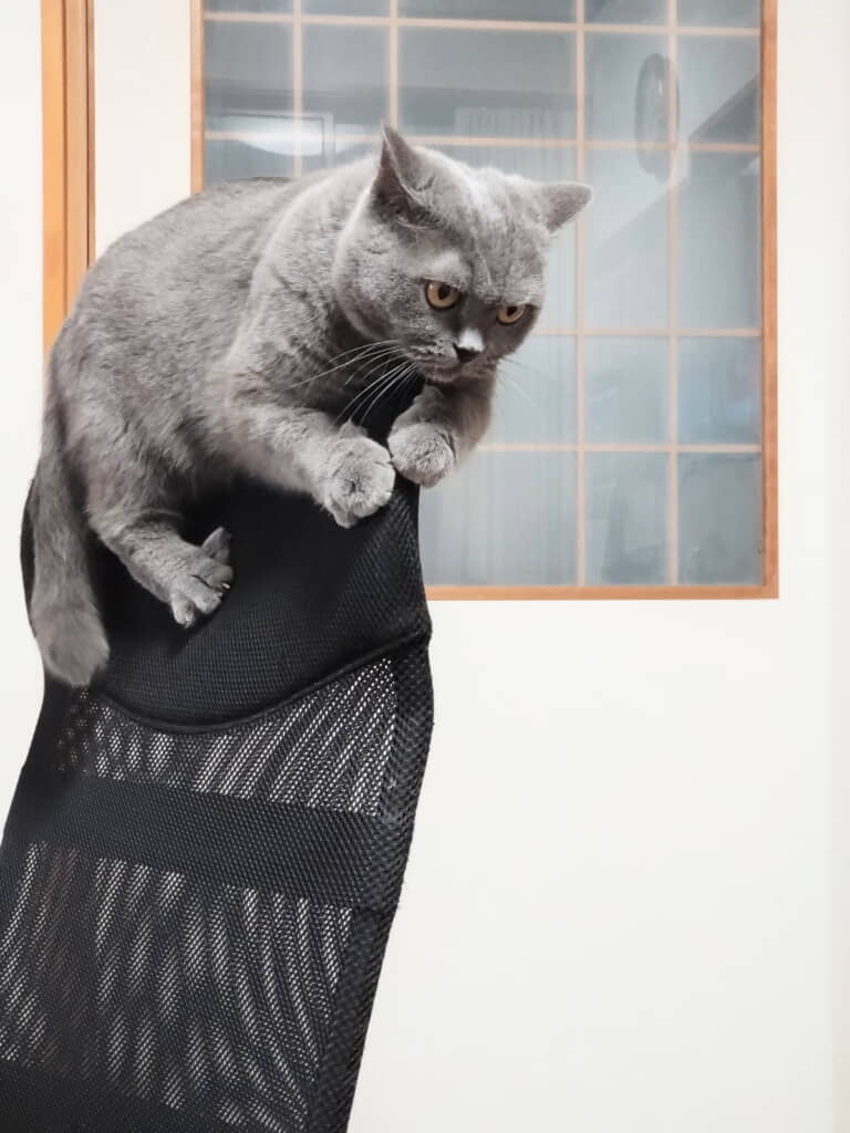 降りられなくなってた……！