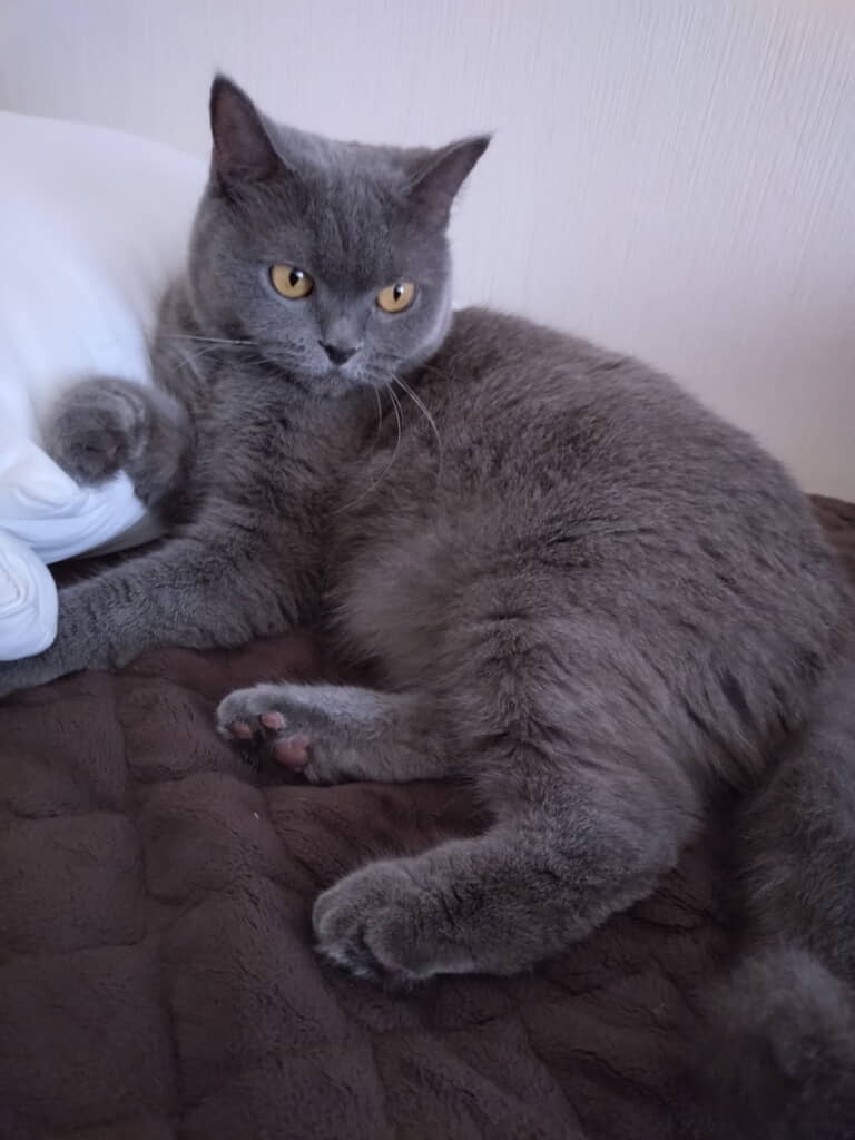 枕で寝てたももちゃん