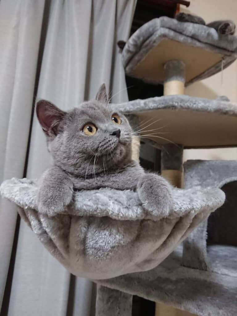 「はにゃ？」って言ってそう