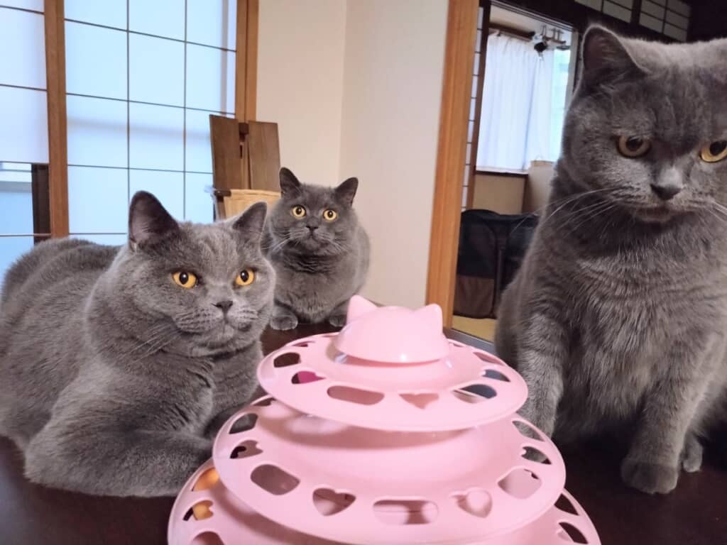 新しいおもちゃにみんなワクワク