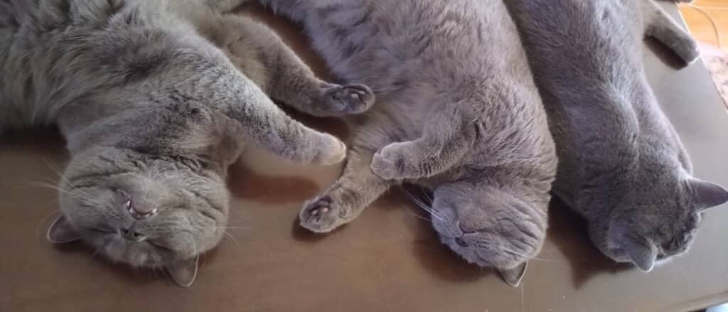 ブリティッシュショートヘアの保育園みたい