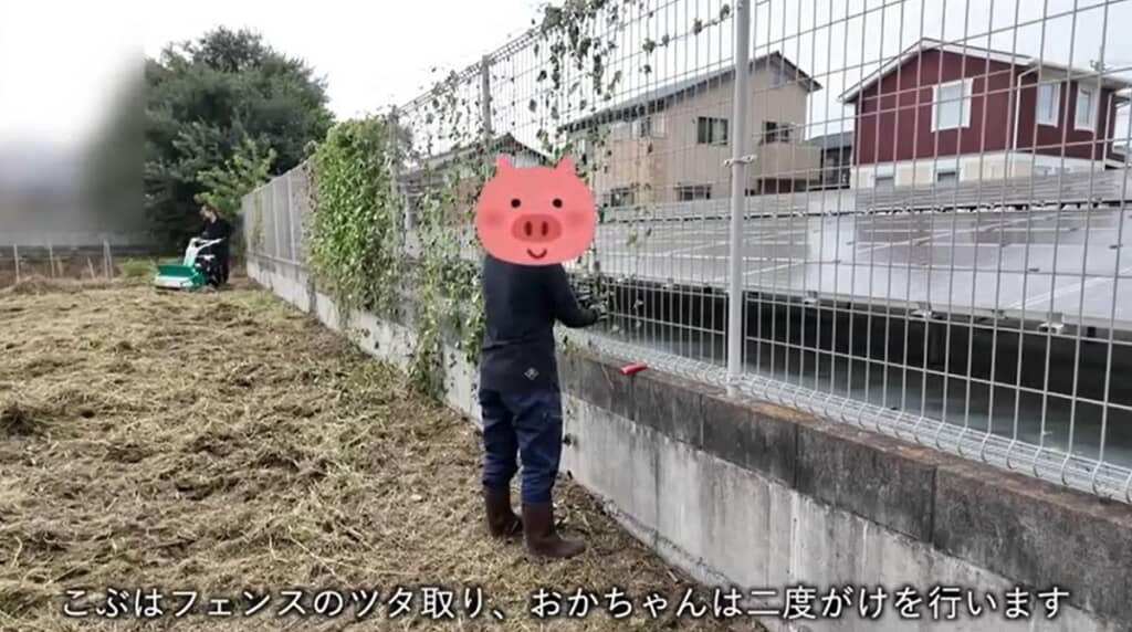 こぶさんはフェンスのツタ取りをします