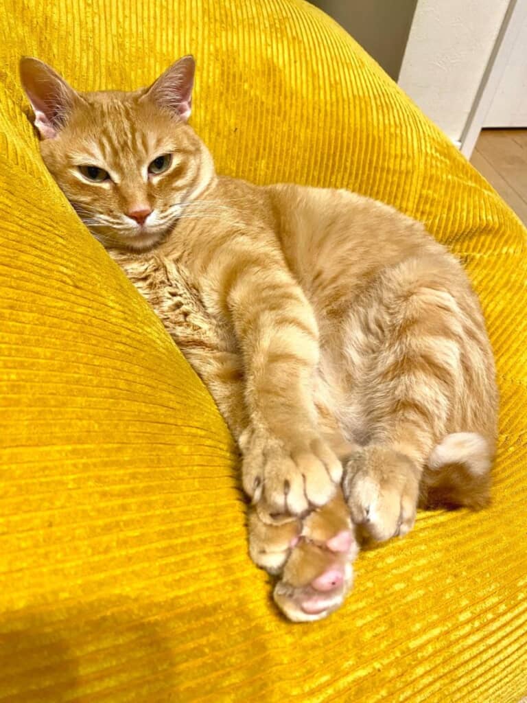 元保護猫のコンさん