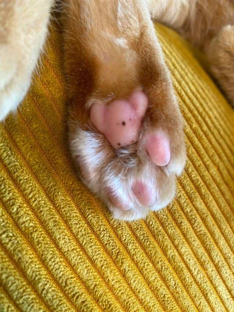 肉球にコアラがいる!?