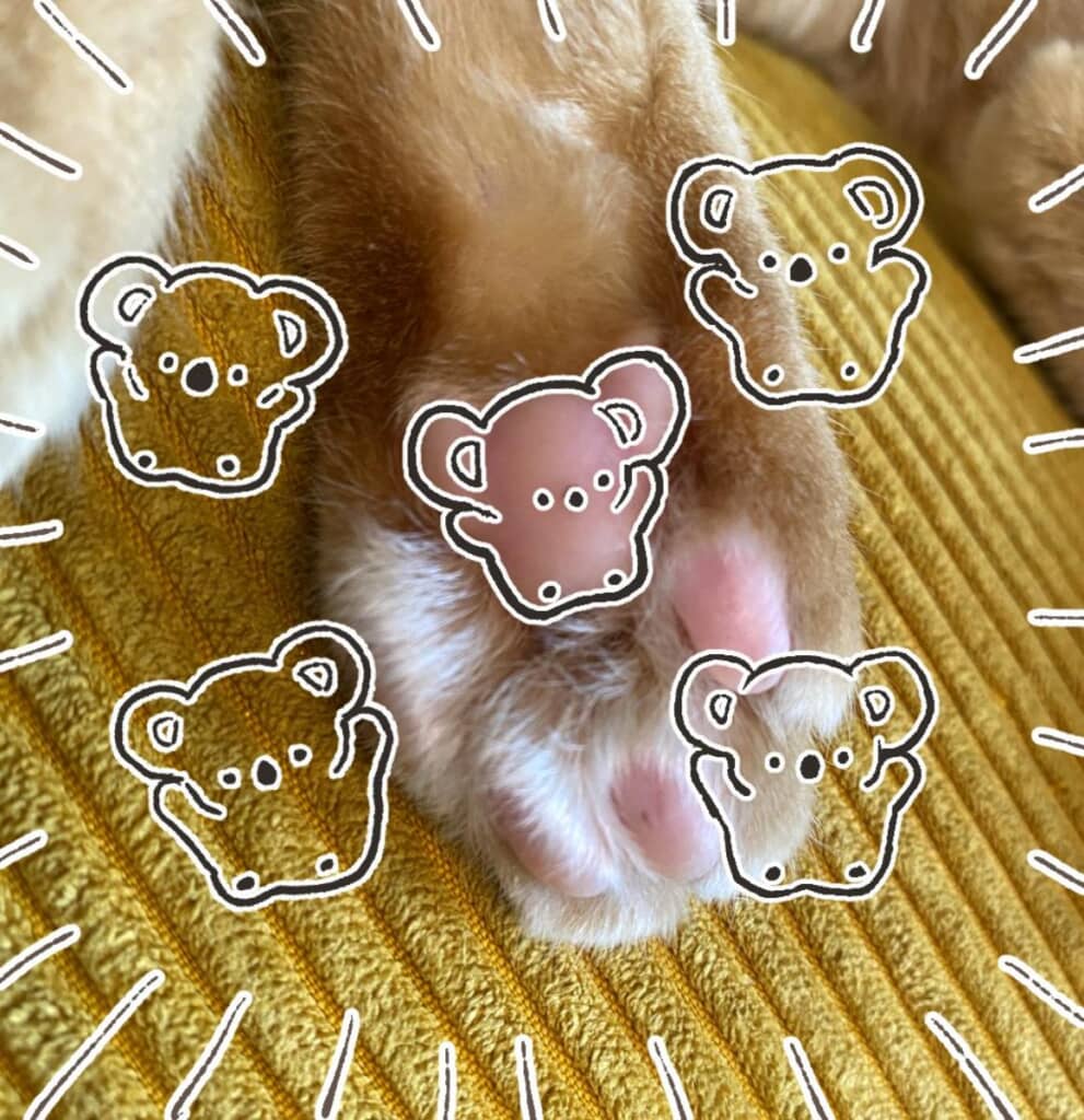 ゆるかわなコアラが誕生