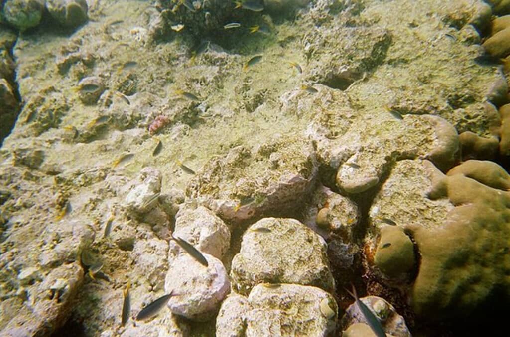 温暖化により白化したサンゴ礁