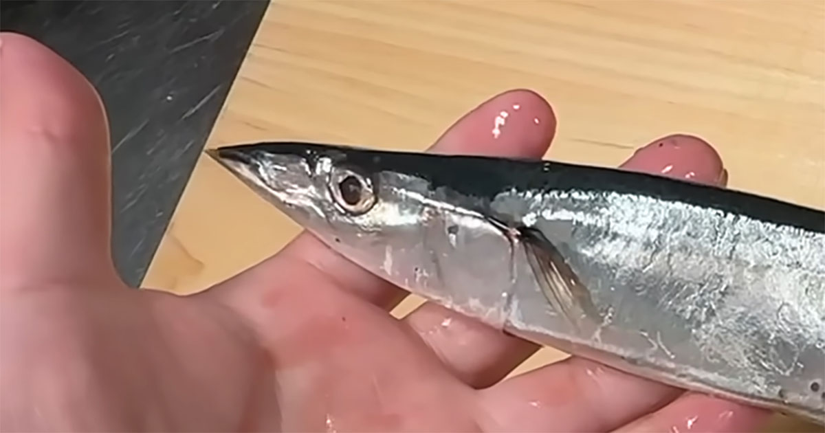 おいしそうな“サンマの塩焼き”→よく見ると……　板前が教える“驚きのひと手間”に「最高です」「白飯必須じゃ」（1/3） | ライフハック ねとらぼ