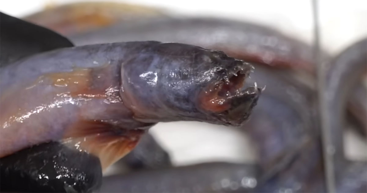 ジャンボタニシ100匹の水槽→“有明海のエイリアン”を入れたら……「えっ？」　まさかの結末に「すごい」「同情した」（1/3） | その他生き物 ねとらぼ