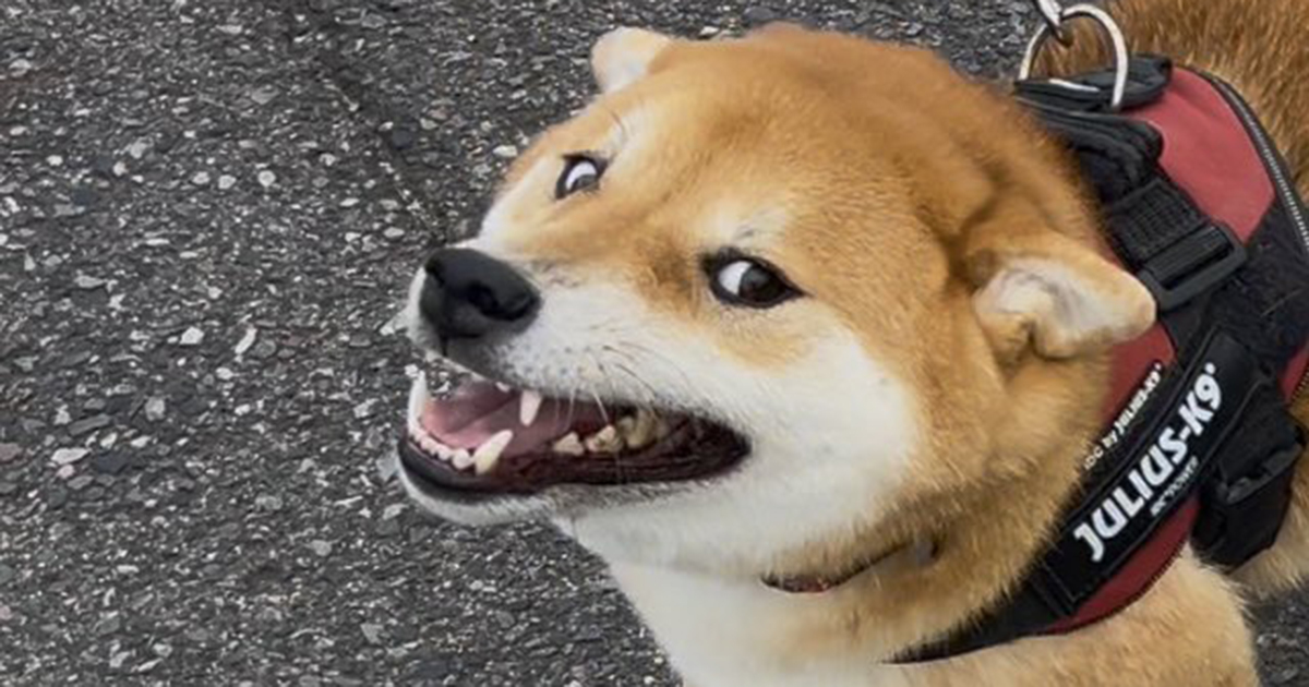 柴犬の散歩中、他の柴犬と遭遇して……「2度見したわ！」　“奇跡の1枚”に「ビックリしたぁ」「ムカデ人間かと」（1/2） | 犬 ねとらぼ