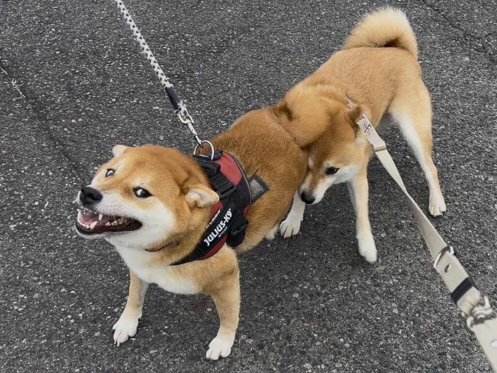 長い犬に見える！