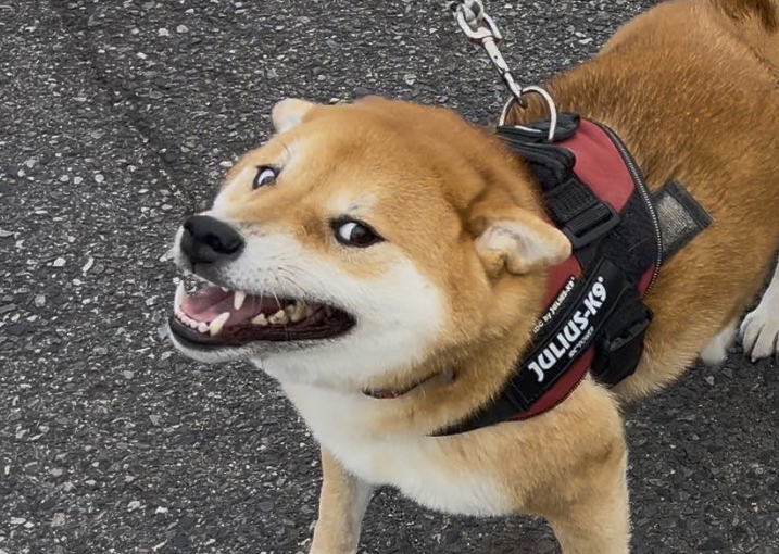 散歩中に別の柴犬と遭遇して……