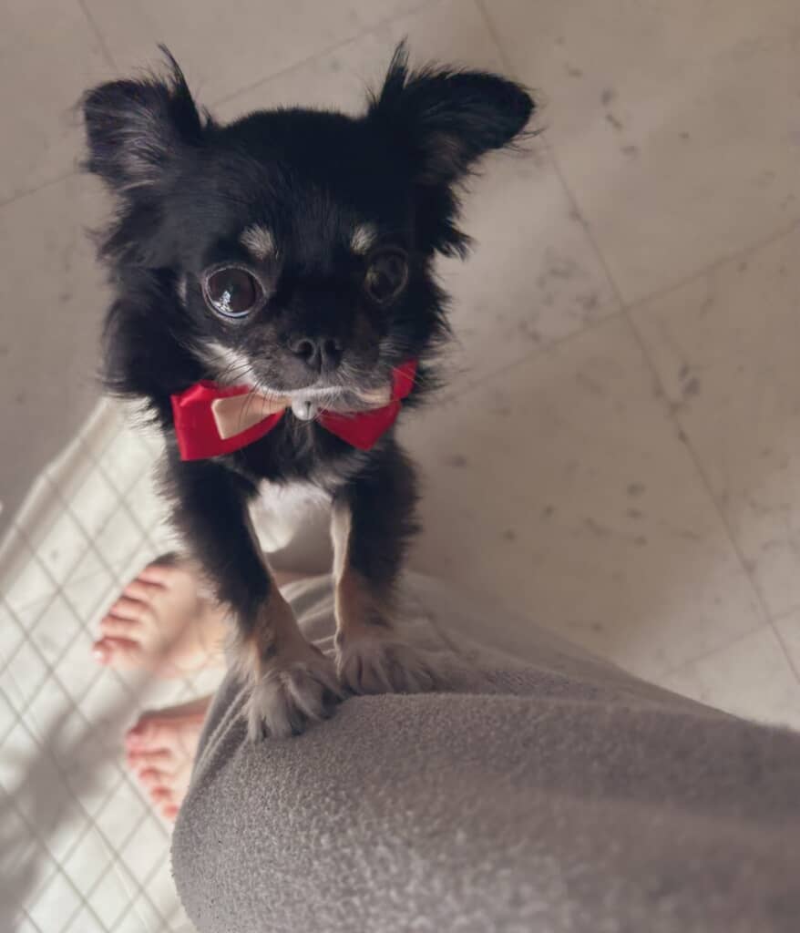 とある日の朝、飼い主さんの足にしがみつく犬ちゃん