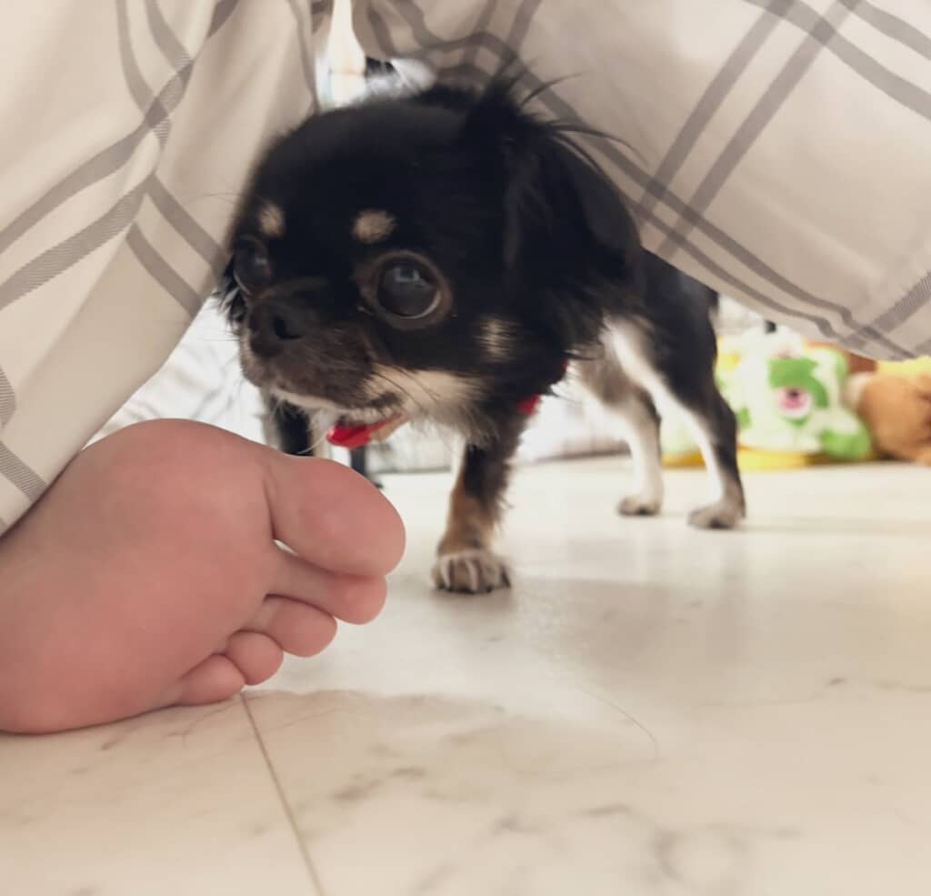 飼い主さんの足の間からひょっこり顔を出す犬ちゃん