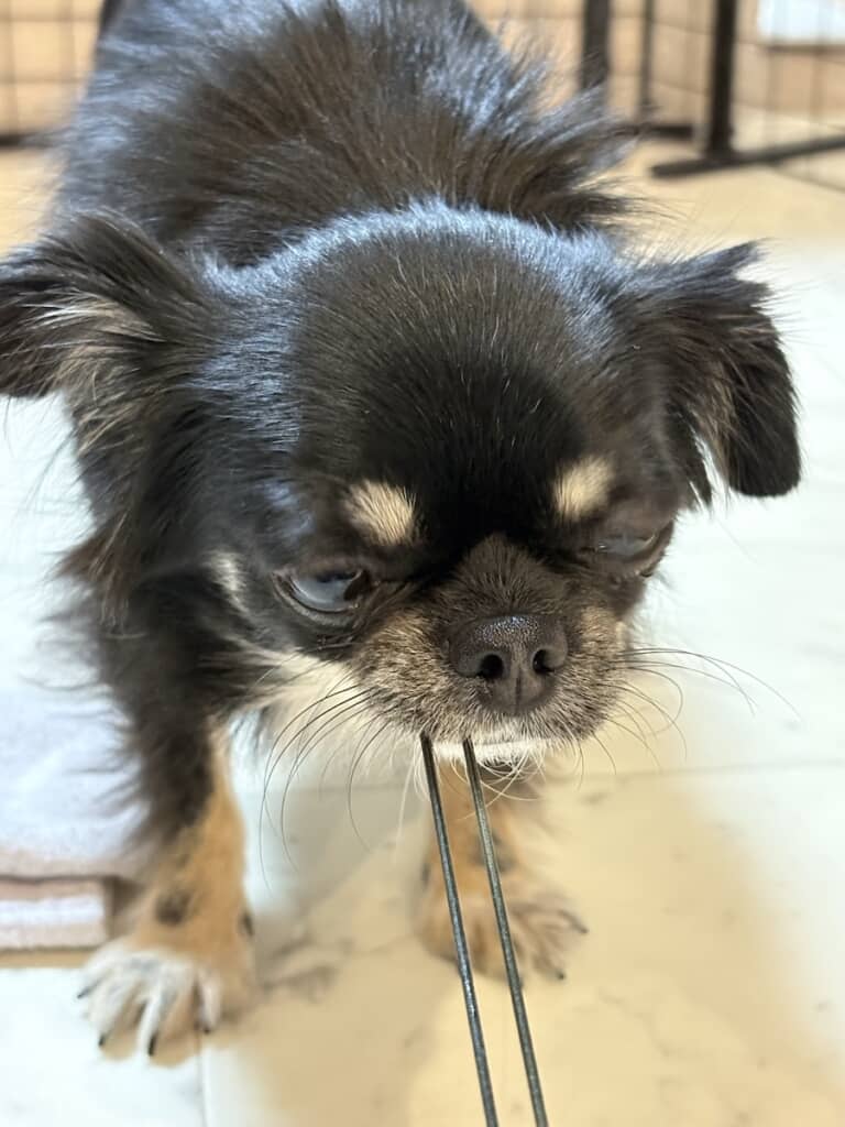 ゴムひもを引っ張って遊ぶ犬ちゃん